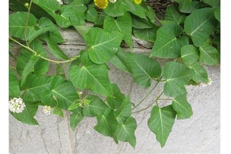 藤类植物|藤本植物